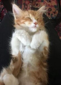 Orange Tabby Maine Coon Kitten From Jobea Maine Coons in Averill Park NY 3