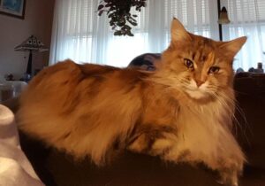 Orange Tabby Maine Coon Kitten From Jobea Maine Coons in Averill Park NY 3